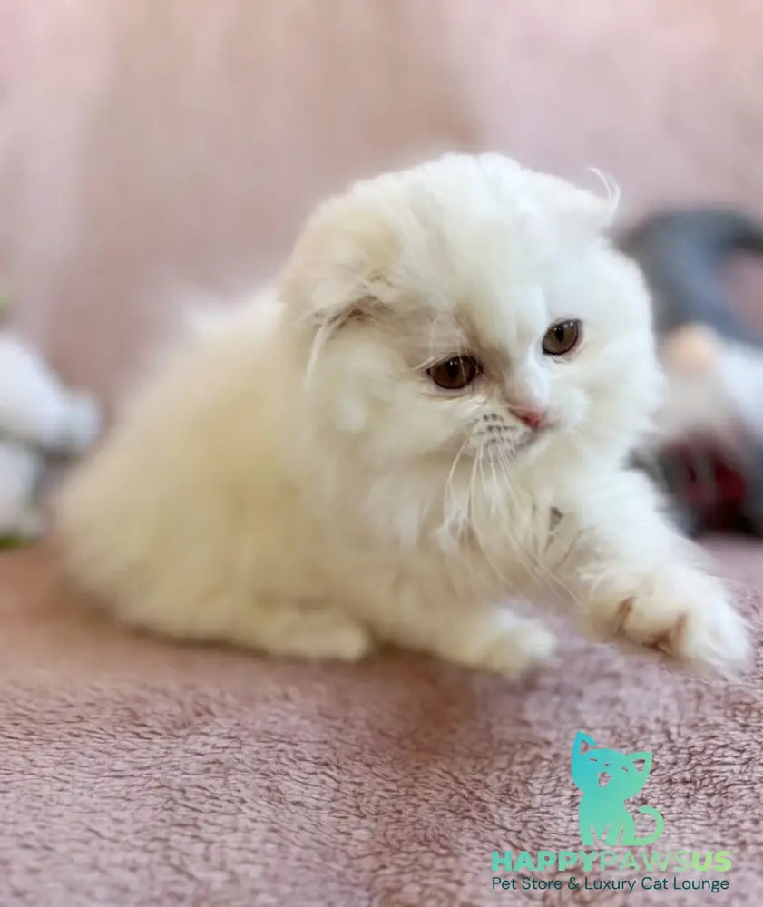 White Crazy Scottish Fold male white live animals