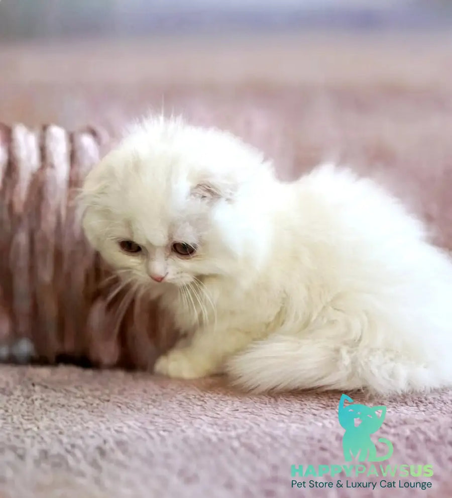 White Crazy Scottish Fold male white live animals