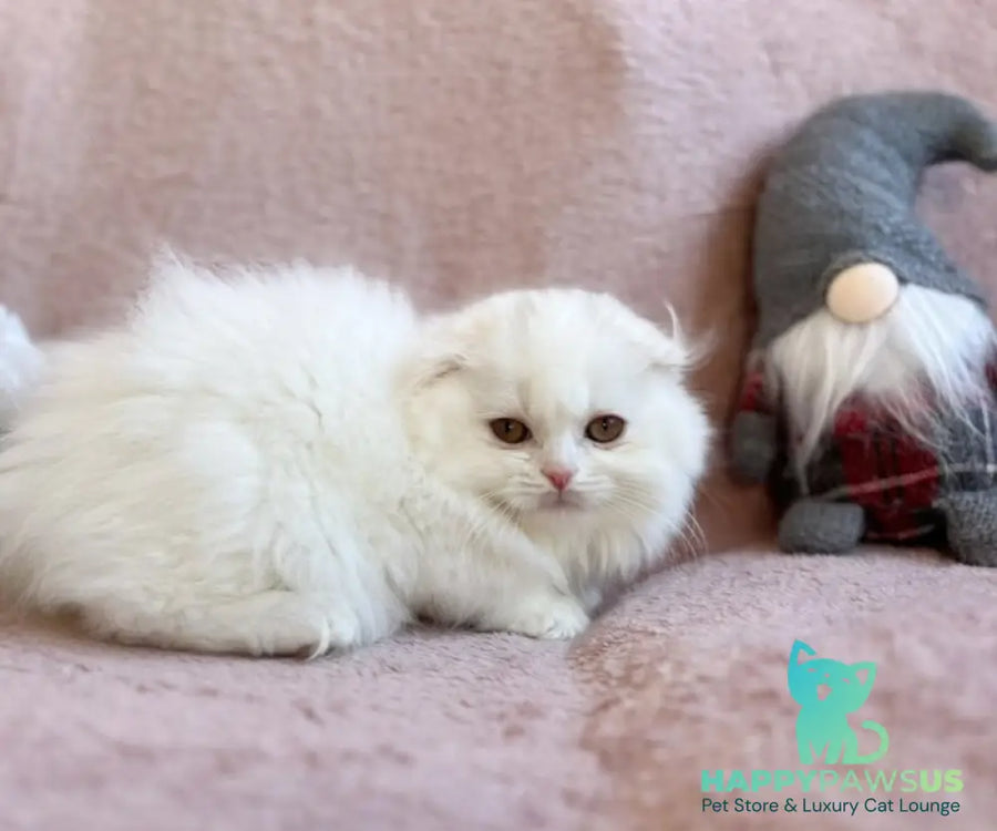 White Crazy Scottish Fold male white live animals