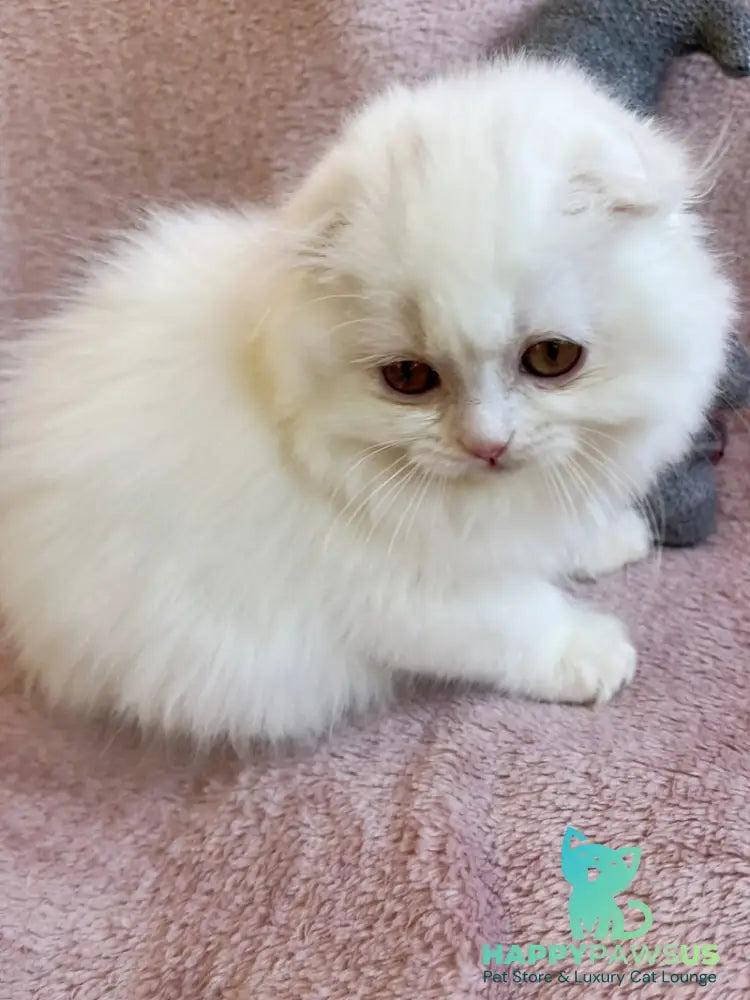 White Crazy Scottish Fold male white live animals