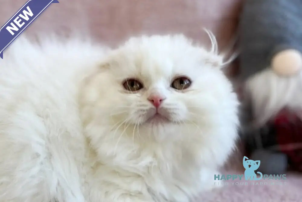 White Crazy Scottish Fold male white live animals