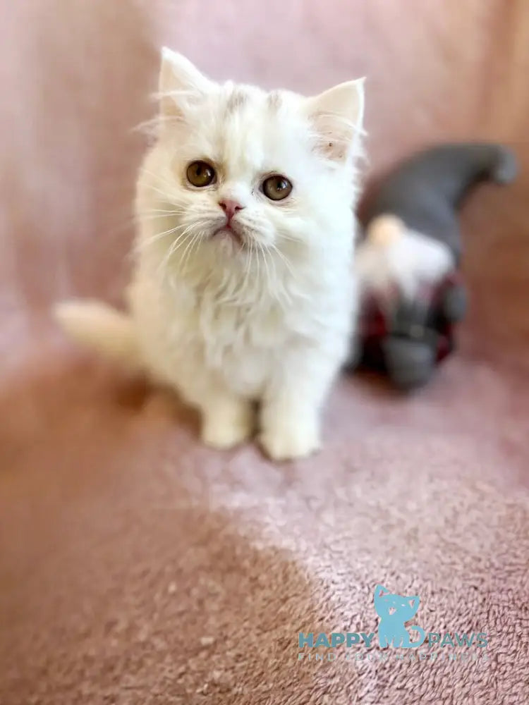 White Milka Scottish Straight female white live animals