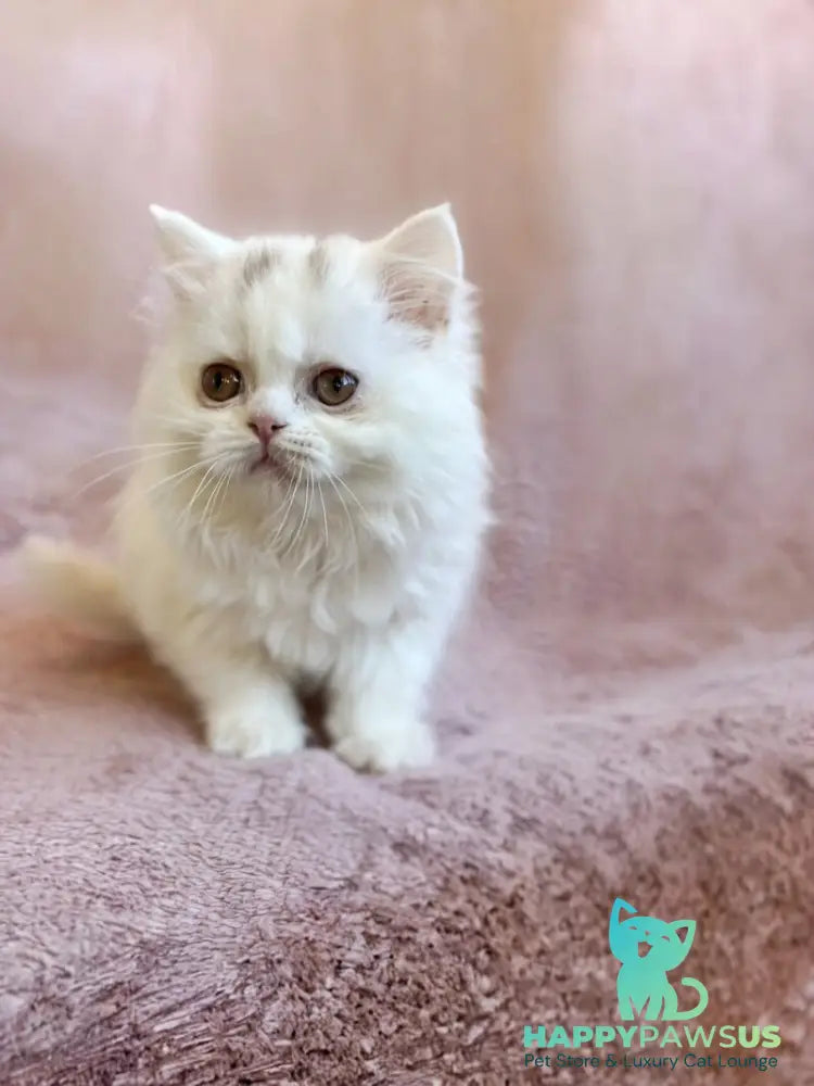 White Milka Scottish Straight female white live animals