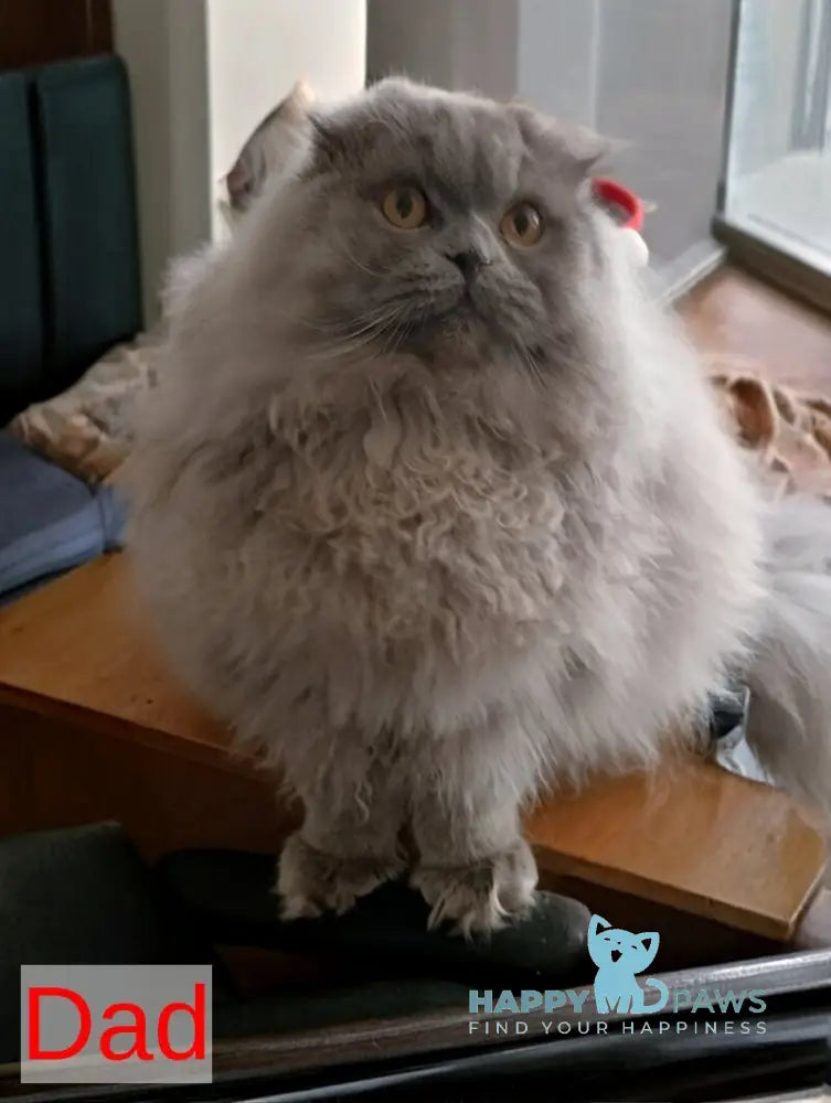 White Milka Scottish Straight female white live animals