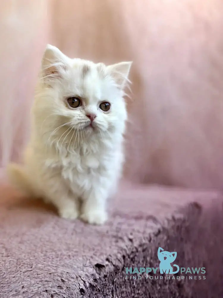 White Milka Scottish Straight female white live animals