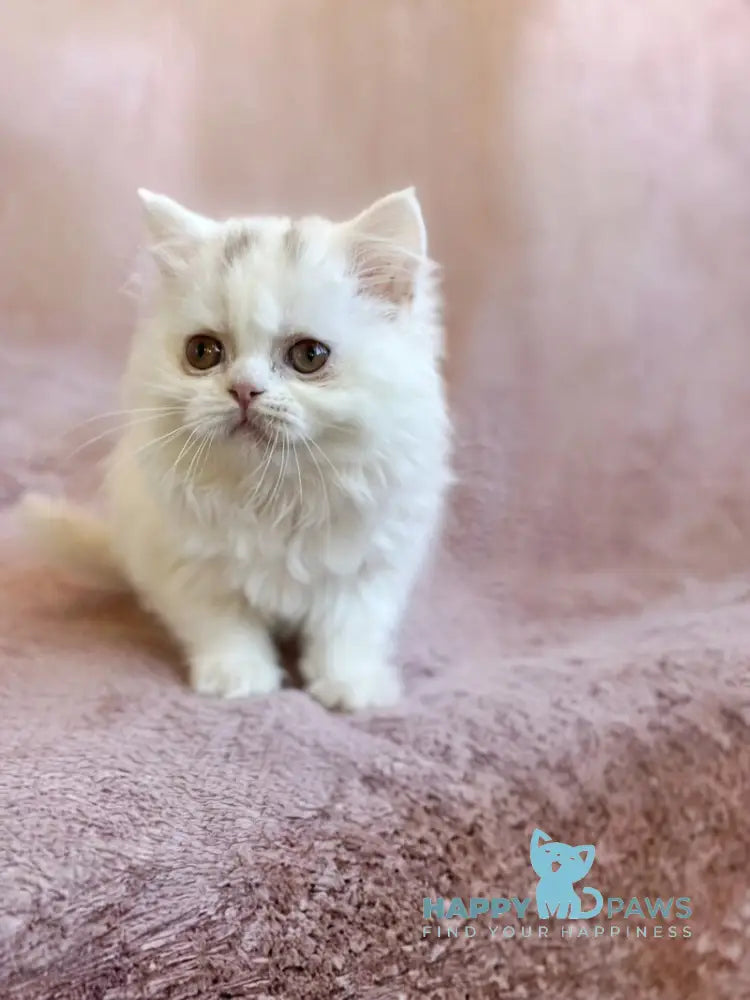 White Milka Scottish Straight female white live animals