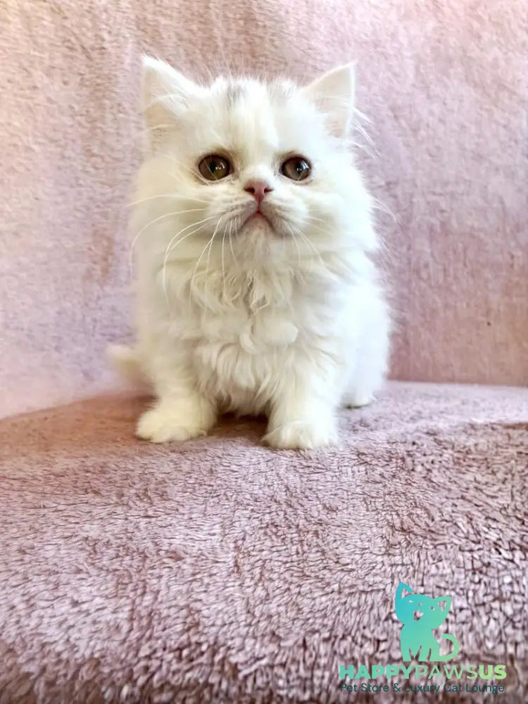 White Milka Scottish Straight female white live animals