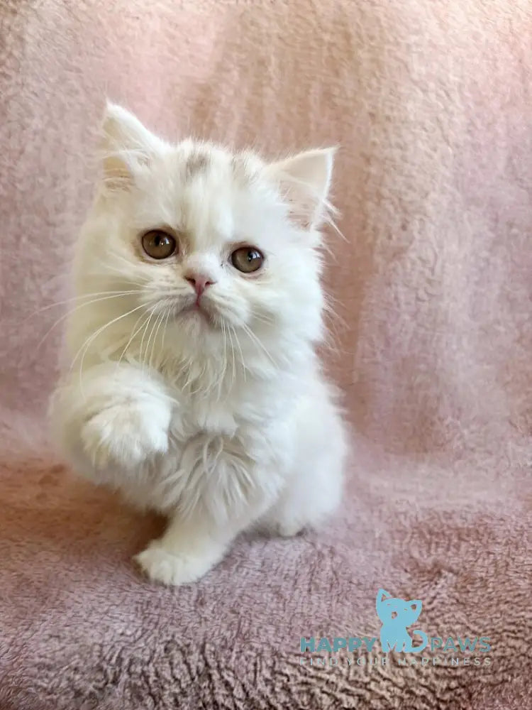 White Milka Scottish Straight female white live animals