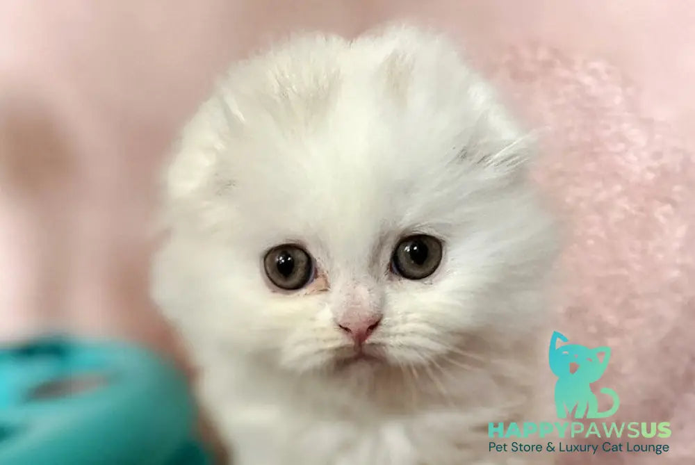 White Scottish Fold female white live animals