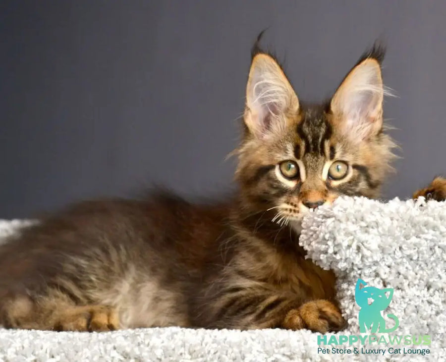 Whitewood Maine Coon male black tabby - live animals