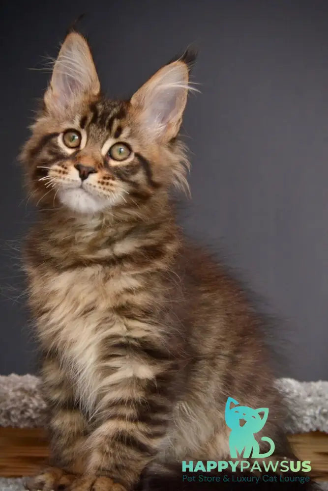 Whitewood Maine Coon male black tabby - live animals