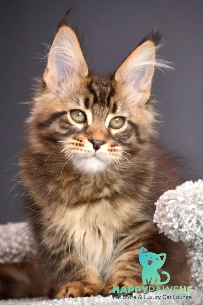 Whitewood Maine Coon male black tabby - live animals