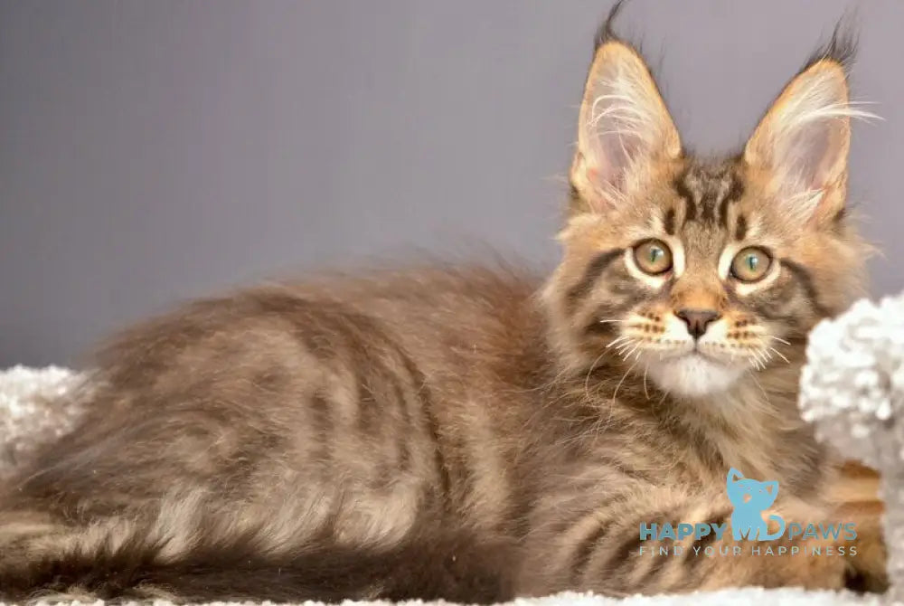 Whitewood Maine Coon male black tabby - live animals