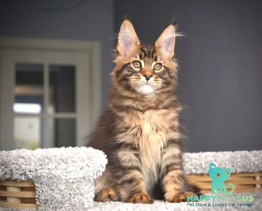 Whitewood Maine Coon male black tabby - live animals