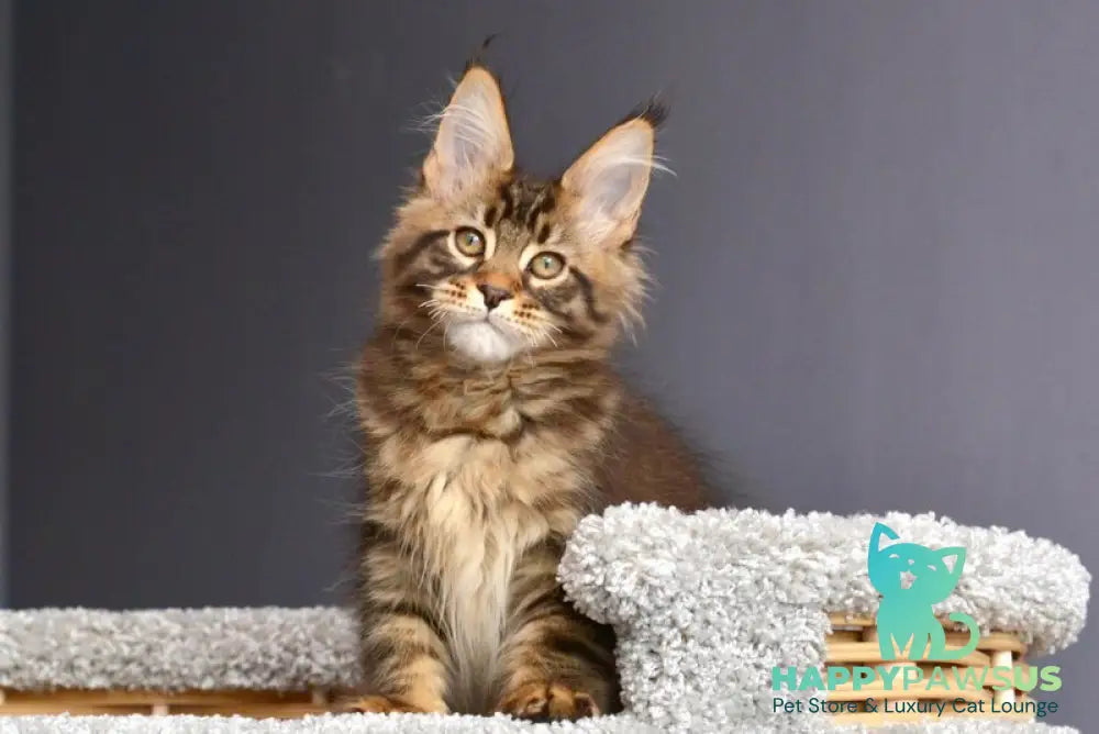 Whitewood Maine Coon male black tabby - live animals