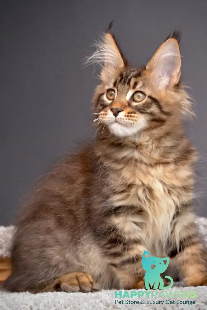 Whitewood Maine Coon male black tabby - live animals