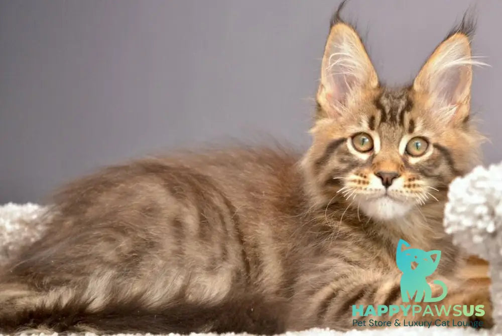 Whitewood Maine Coon male black tabby - live animals