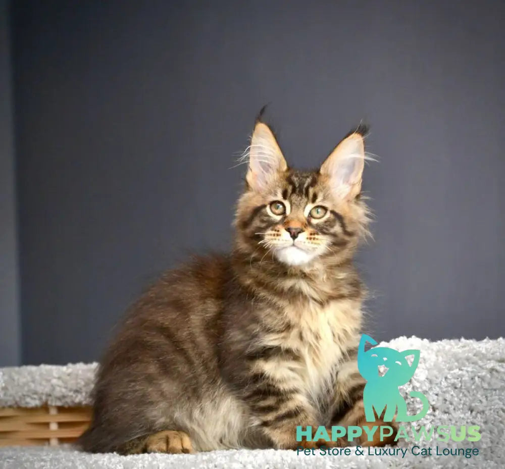 Whitewood Maine Coon male black tabby - live animals