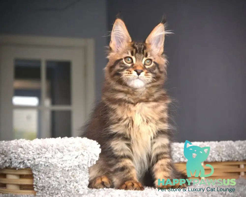 Whitewood Maine Coon male black tabby - live animals