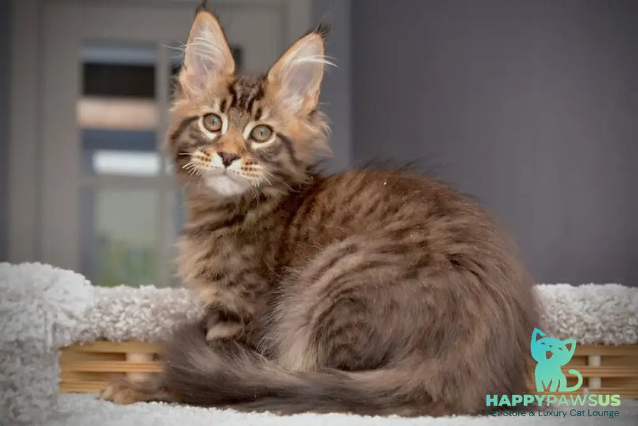Whitewood Maine Coon male black tabby - live animals