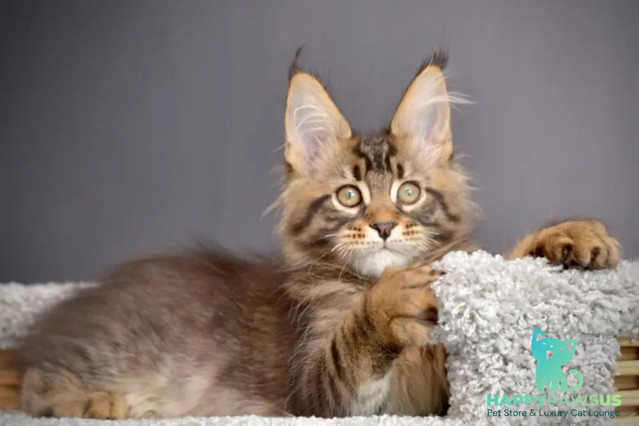 Whitewood Maine Coon male black tabby - live animals