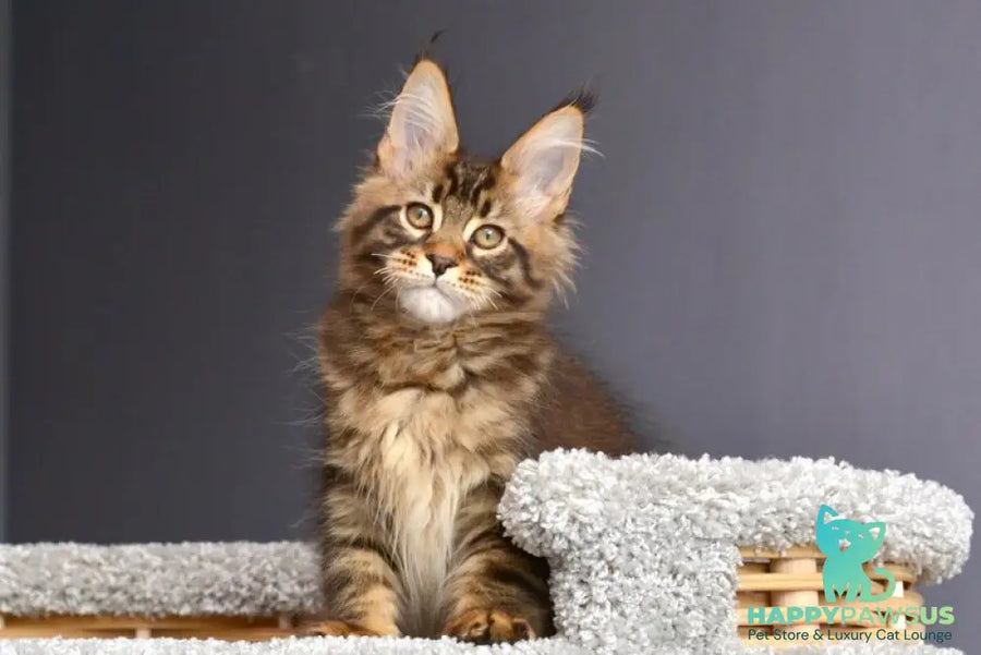 Whitewood Maine Coon male black tabby - live animals