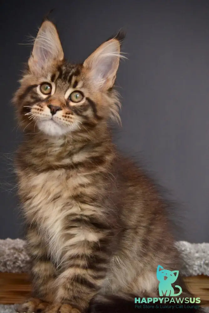 Whitewood Maine Coon male black tabby - live animals
