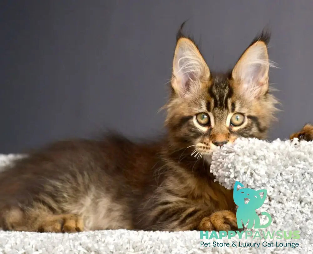 Whitewood Maine Coon male black tabby - live animals