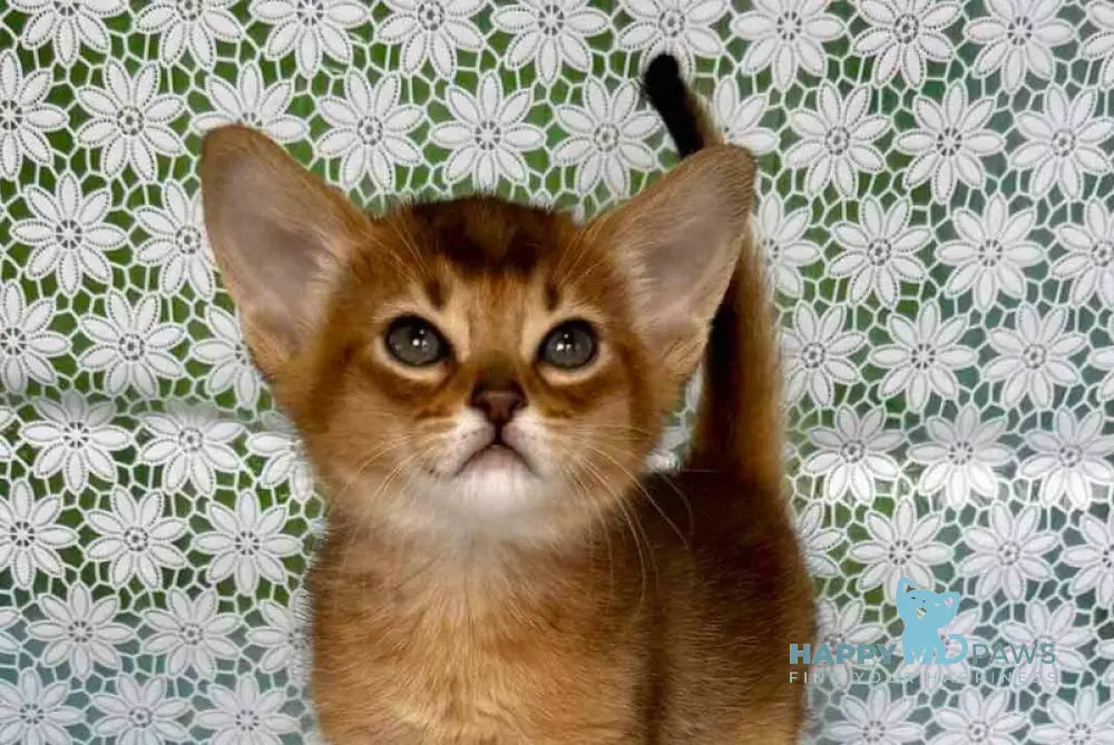 Whitney Abyssinian female ruddy live animals
