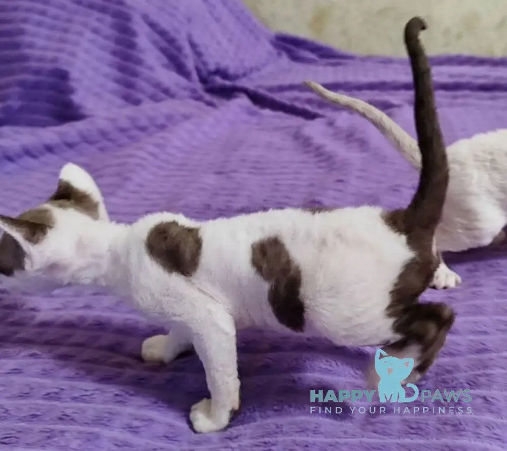 Whitney Devon Rex female chocolate with white live animals