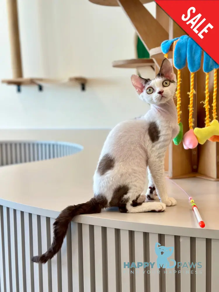 Whitney Devon Rex female chocolate with white - live animals