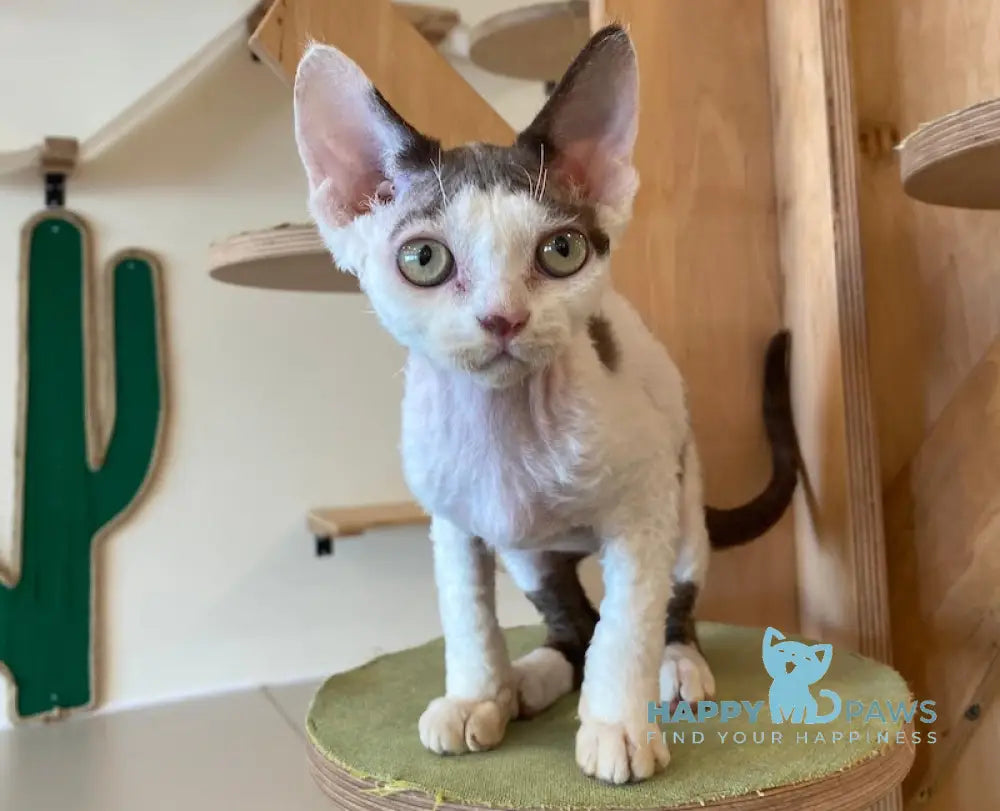 Whitney Devon Rex female chocolate with white live animals