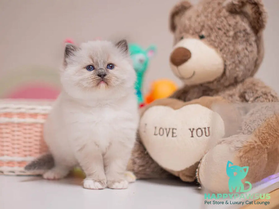 Whitney Ragdoll female blue mitted - live animals