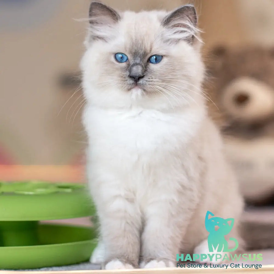 Whitney Ragdoll female blue mitted - live animals
