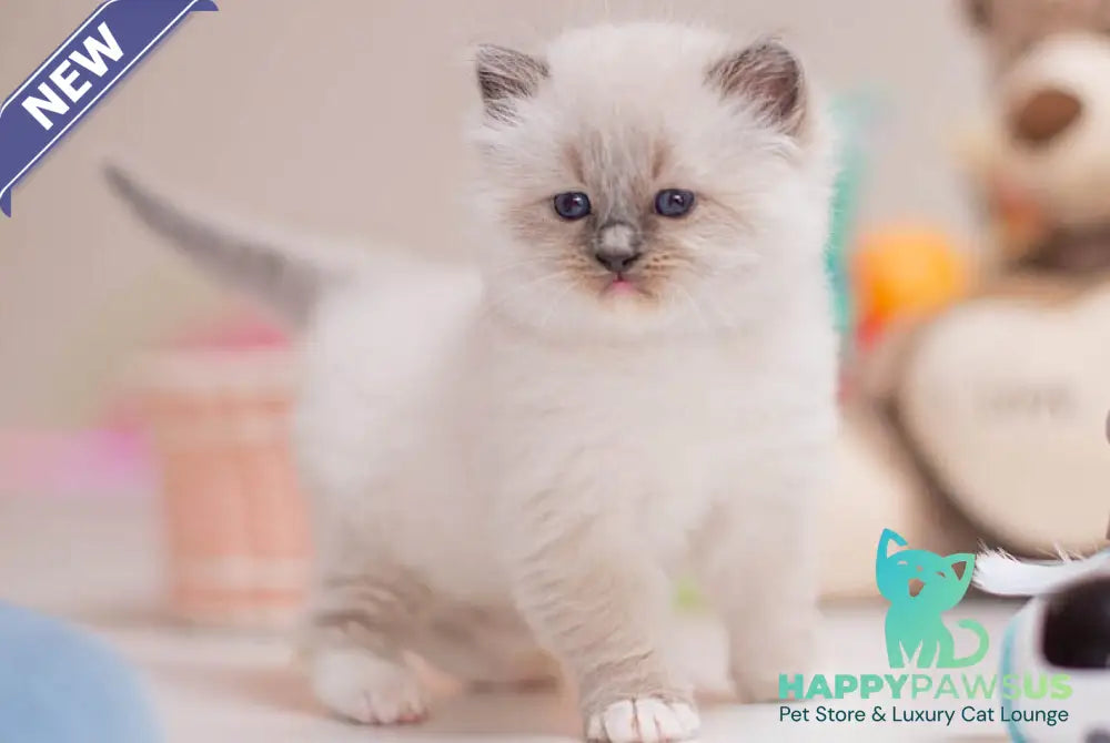 Whitney Ragdoll female blue mitted - live animals