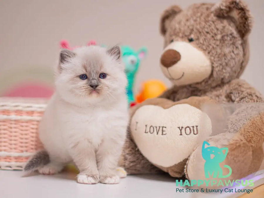 Whitney Ragdoll female blue mitted - live animals