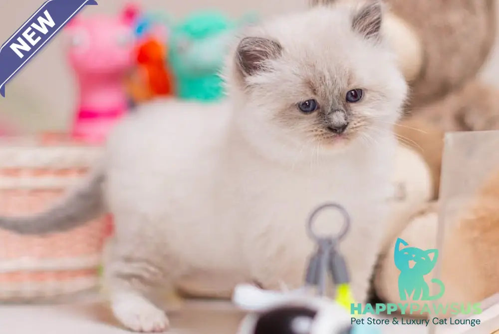 Whitney Ragdoll female blue mitted - live animals