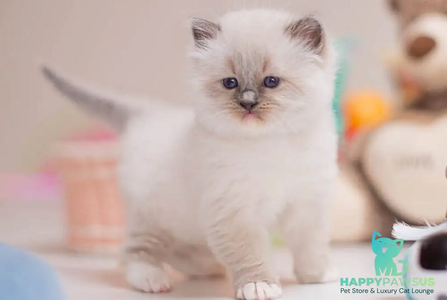 Whitney Ragdoll female blue mitted - live animals