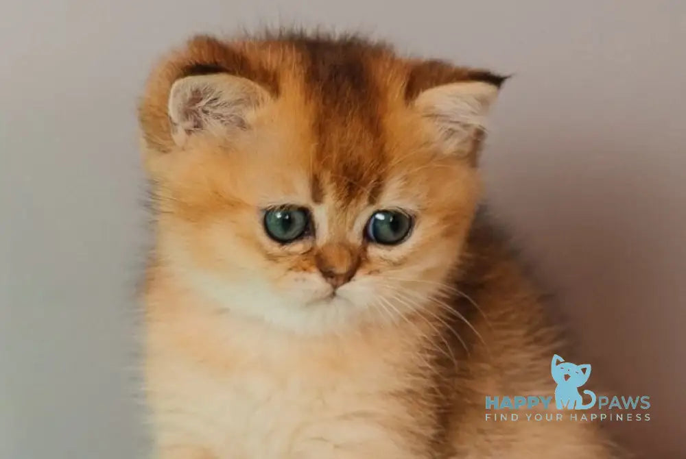 Whitney Scottish Straight female black golden ticked tabby live animals