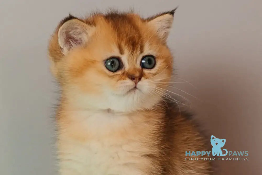 Whitney Scottish Straight female black golden ticked tabby live animals