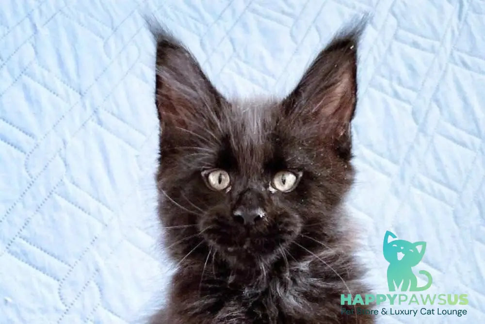 Wiking Maine Coon male black live animals