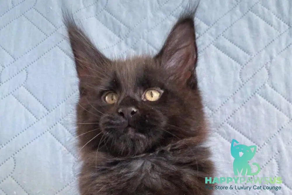Wiking Maine Coon male black live animals