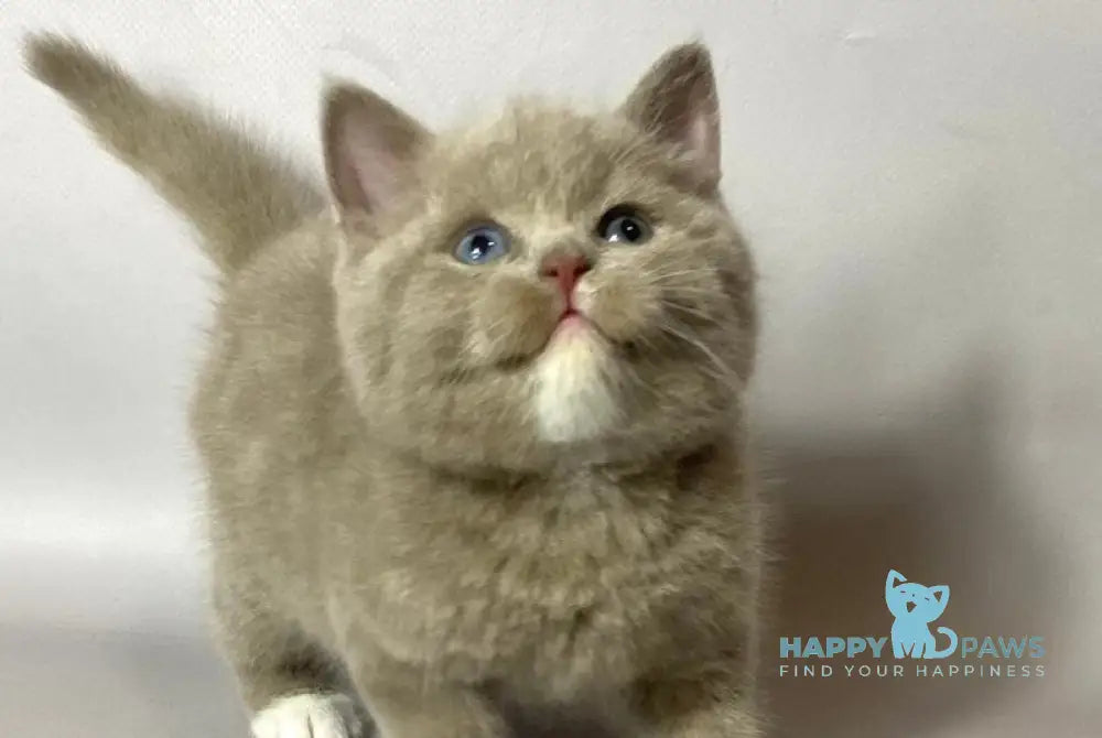 Wiksi British Shorthair male lilac live animals