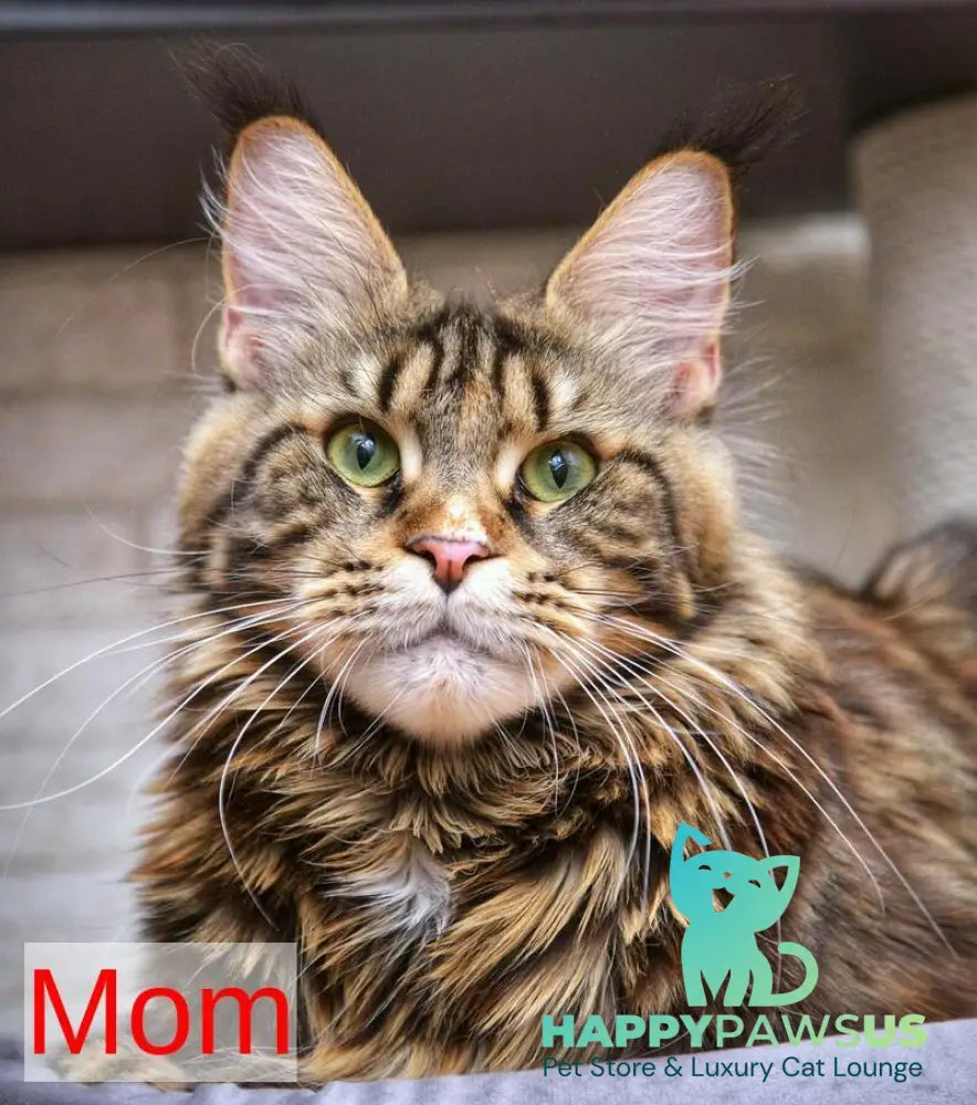 Wild Rose Maine Coon female black tortie tabby live animals