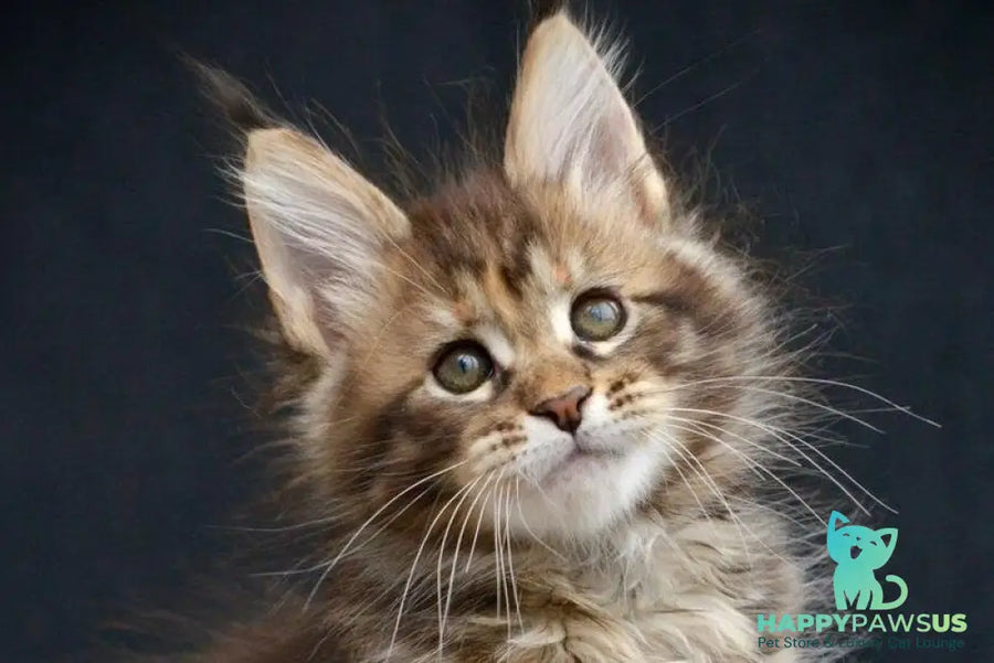 Wild Rose Maine Coon female black tortie tabby live animals