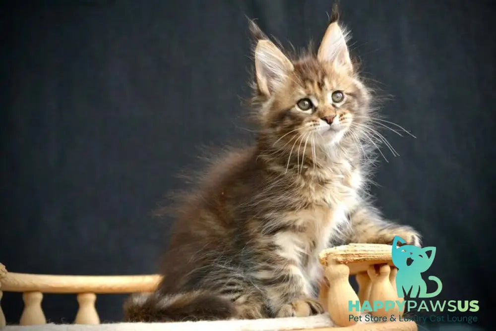 Wild Rose Maine Coon female black tortie tabby live animals