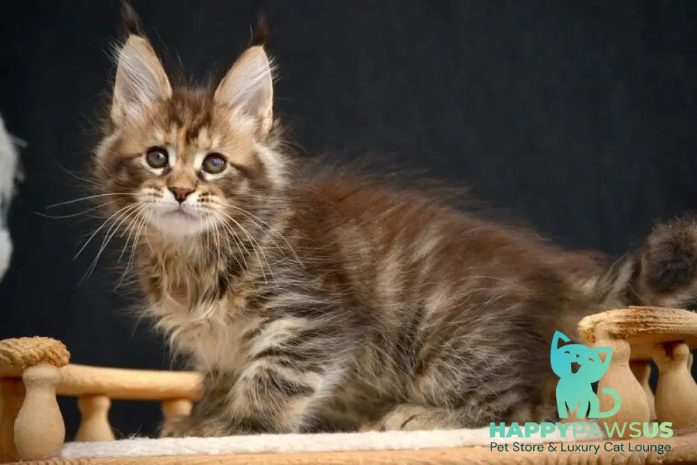 Wild Rose Maine Coon female black tortie tabby live animals