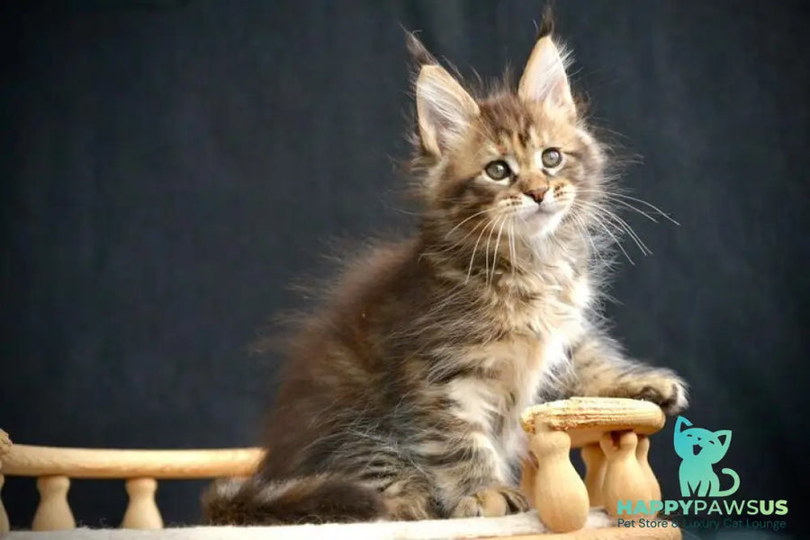Wild Rose Maine Coon female black tortie tabby live animals