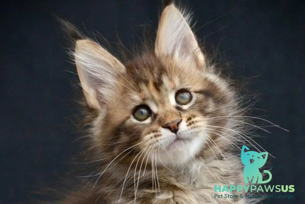 Wild Rose Maine Coon female black tortie tabby live animals