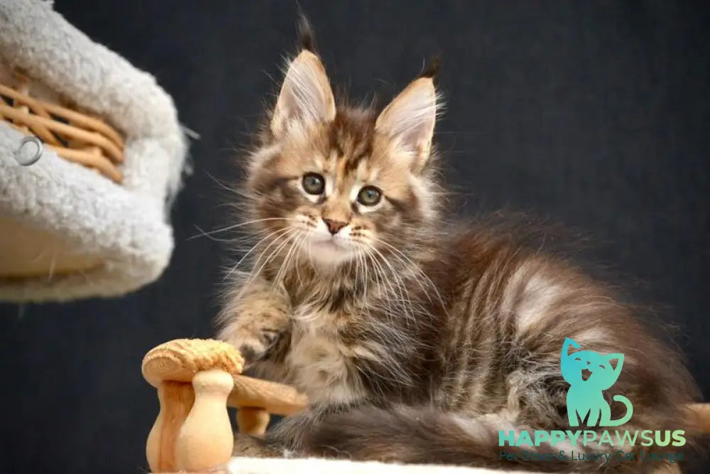 Wild Rose Maine Coon female black tortie tabby live animals